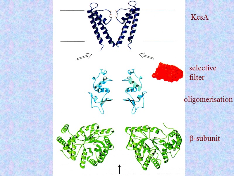 KcsA selective  filter b-subunit oligomerisation